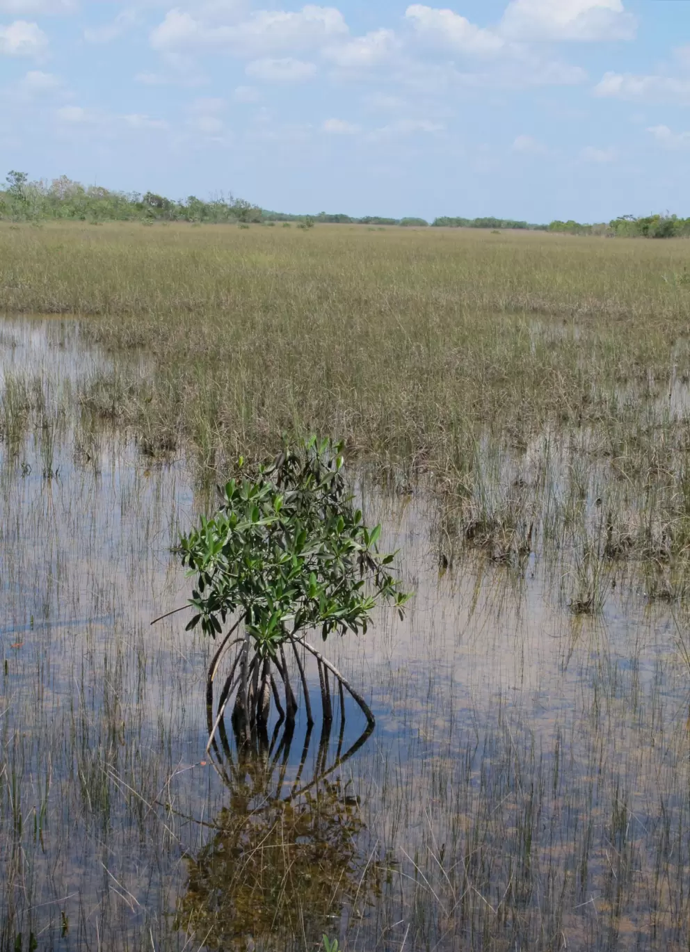 Baby mangrove!