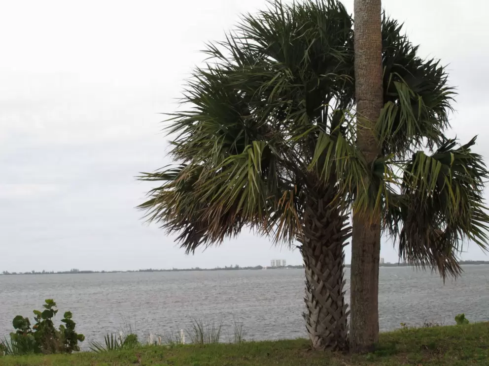 View across the Indian River.