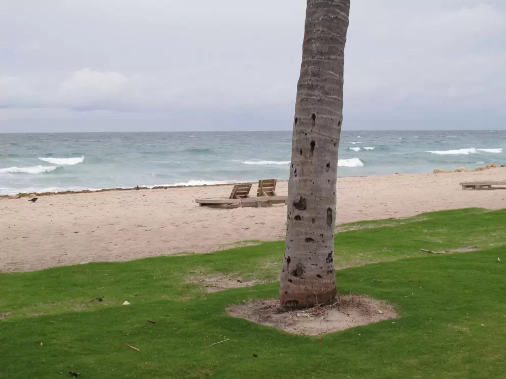 The soft grass by the sand.