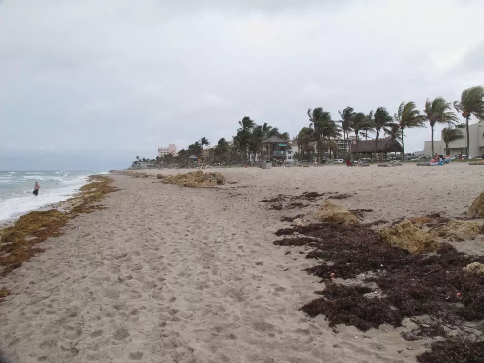Rocks and seaweed on the shore.