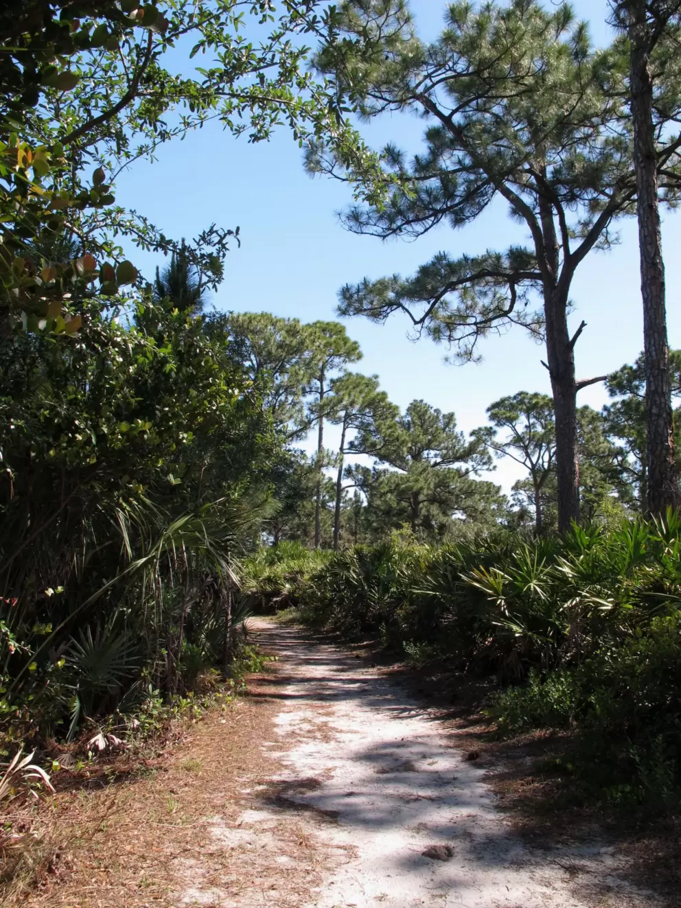 The white sandy floor of the forest near The Sophia apartments.