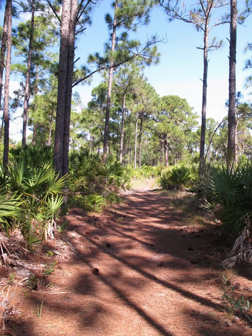 Pine needles on the floor, and criss cross patterns of shade.