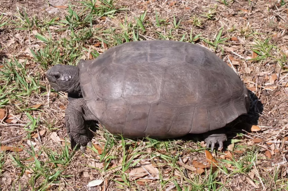 A cute gopher tortoise.