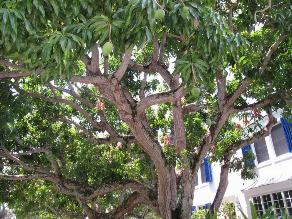 Mangoes hanging from a tree, and blue shutters...a dream house!