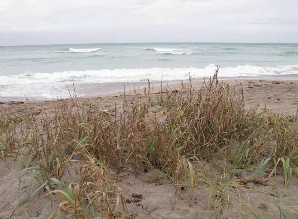Grasses on the dunes.