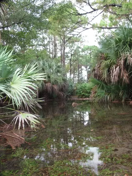 Forest after a heavy rain.