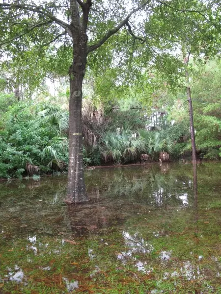 Gorgeous slash pine forest after rain, on Dakota Rd near Lighthouse Elementary School.