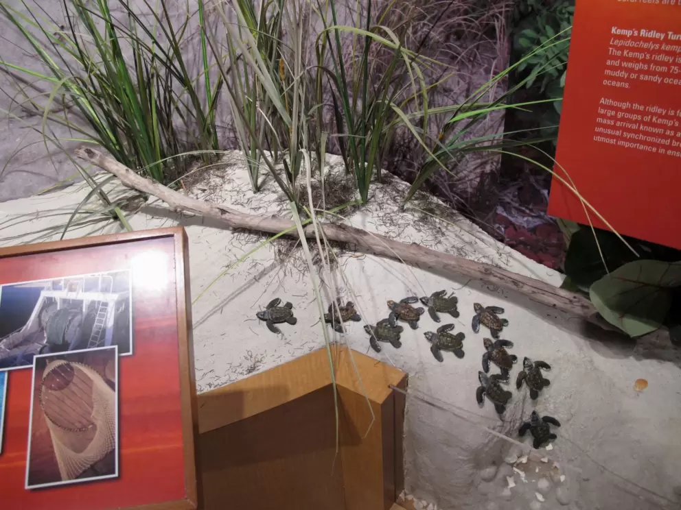 Display on baby sea turtles.
