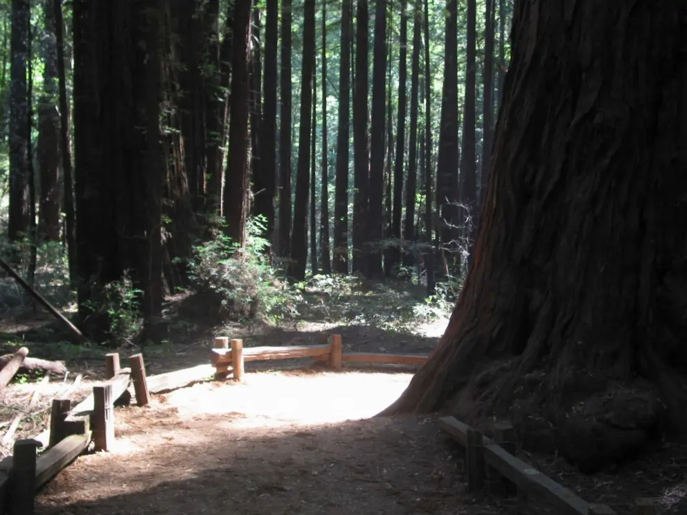 Light peaks round the base of a massive redwood trunk.