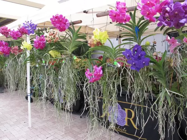 Orchids of pink, purple, and pale lime.