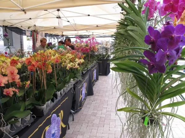 Plants for sale.