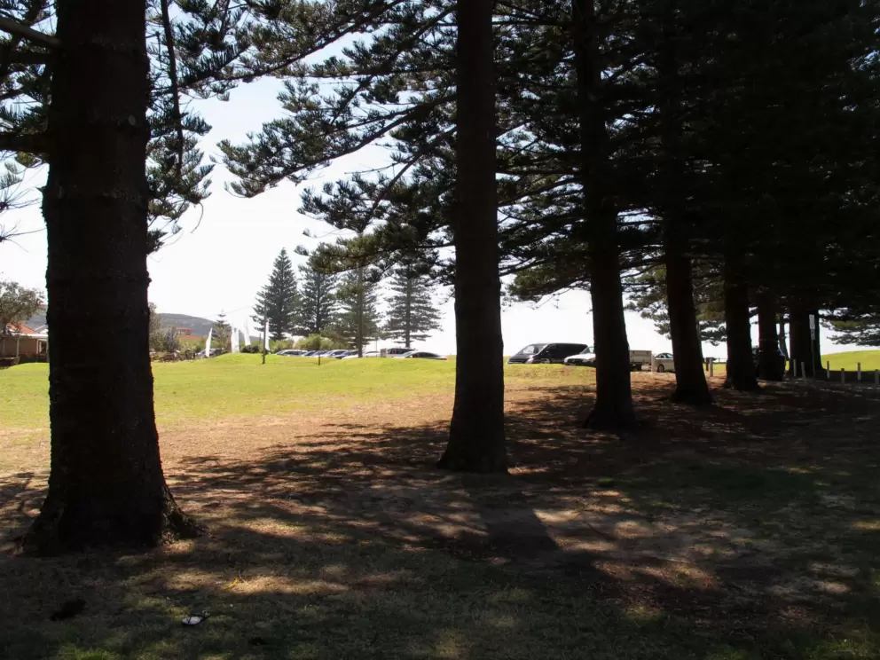 A wonderful strand of trees.