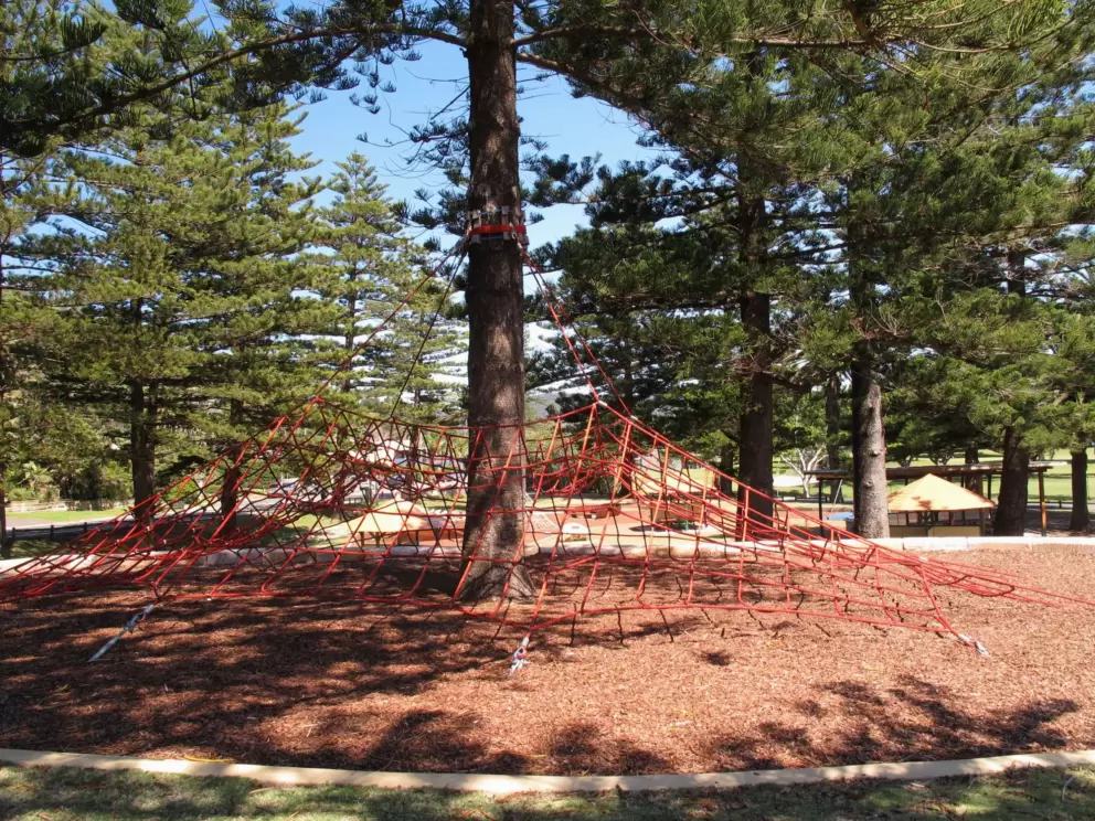 Climby web around a tree trunk.