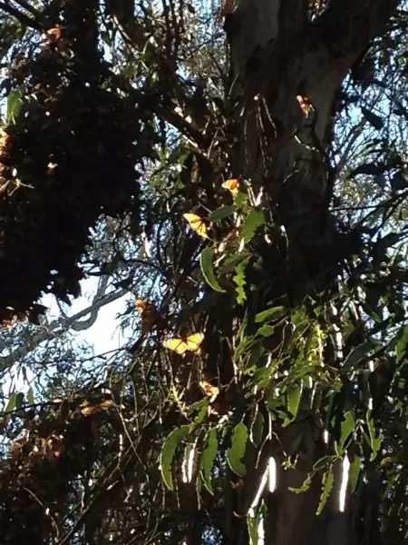 Butterflies in the sunlight.