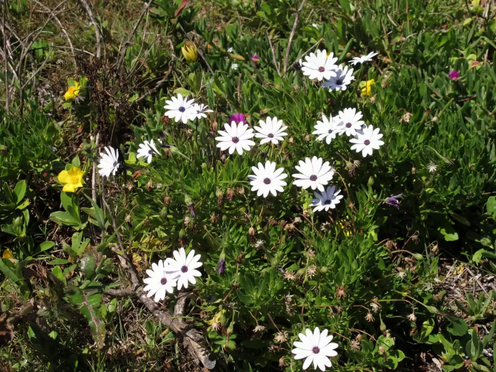 Flowers by the beach.
