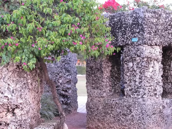 The cooker and a bougainvillea tree.