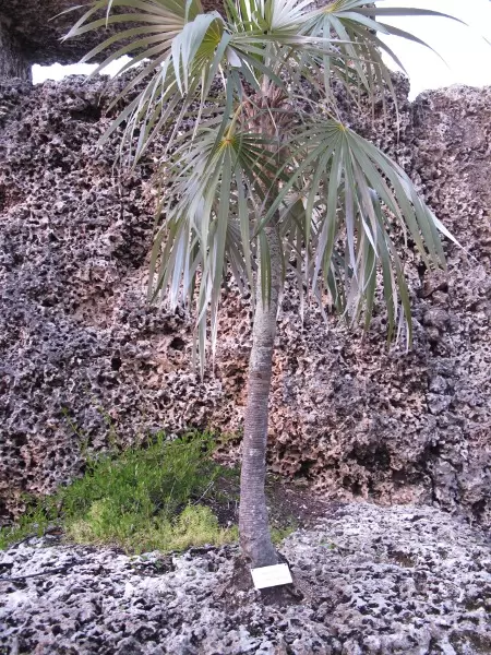 Little palm tree growing in the coral rock.