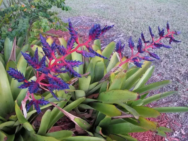Purple flowers.