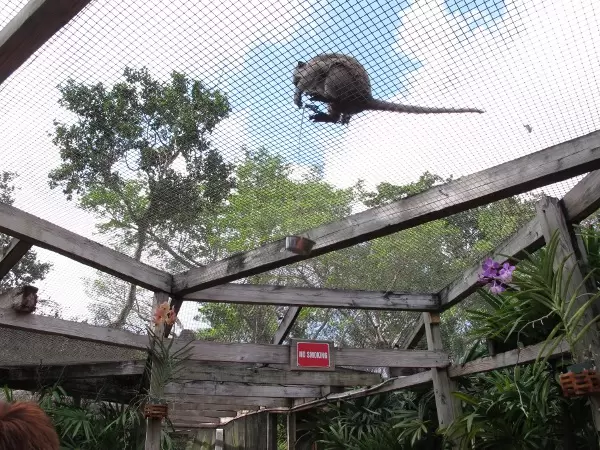 Monkey pulling up the feeding bowl with a rope.