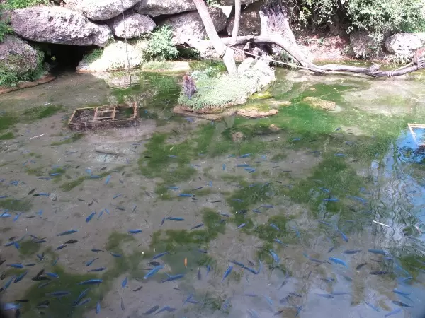 Pond with fish, and monkey watching from the shore.