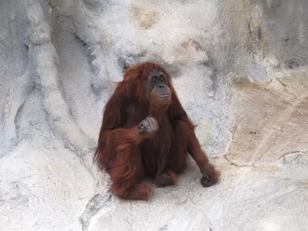 The orangutan. She was kind of over her routine...a little sad. 