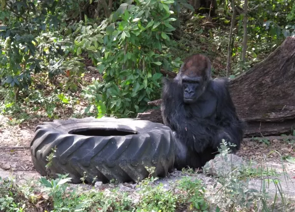 The gorilla, King.