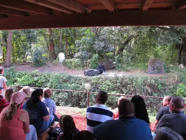 Visitors watching the gorilla show.