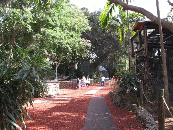 Guests walk under the large, gorgeous trees.