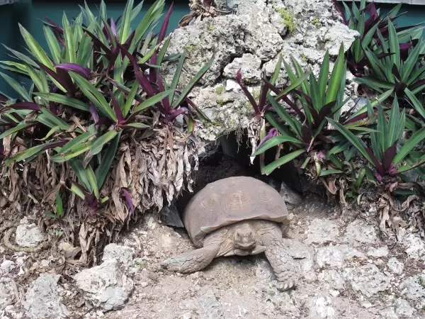 The tortoise enclosure.