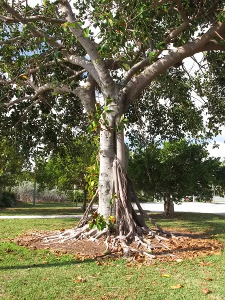 Old tree.