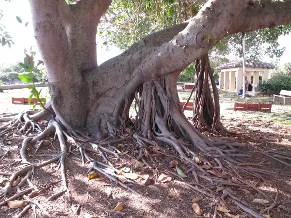 Tree roots.