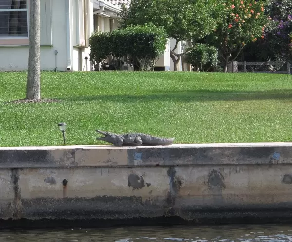 A waterfront house has a fake alligator in their yard!