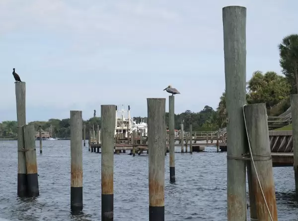 Birds love pilings.