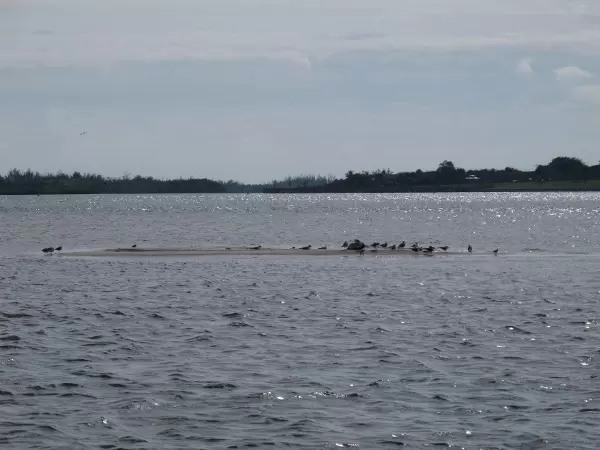 Birds on sandbar.