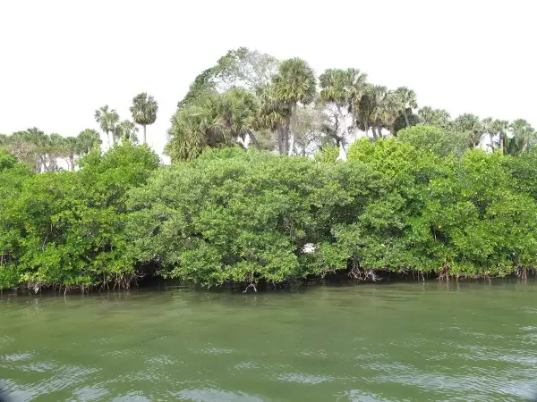 Red mangrove and white mangrove.