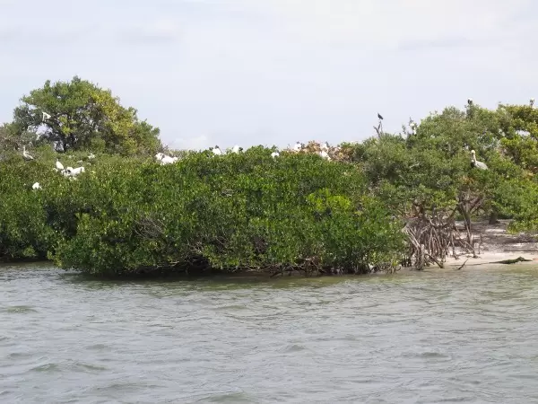 Bird Island- there are so many birds! Safety in numbers.