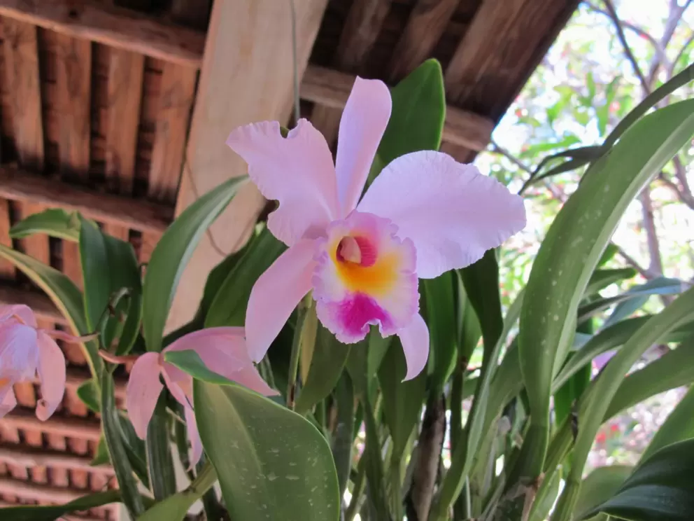 One of many gorgeous orchids.