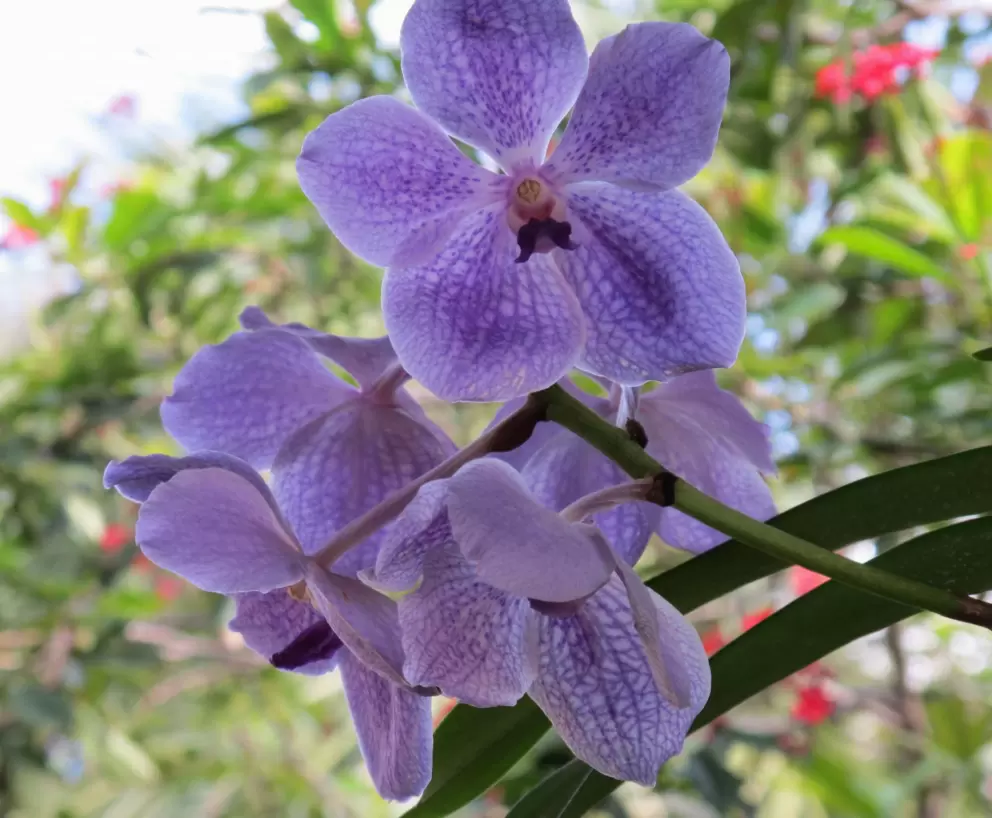 Purple orchid against the sky.