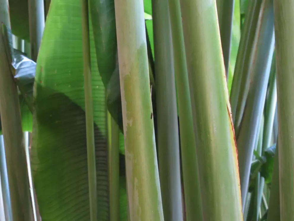Plants in the garden.