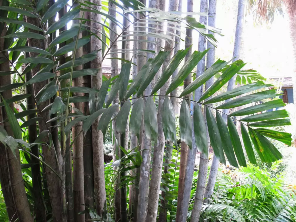 Gorgeous tropical plant.
