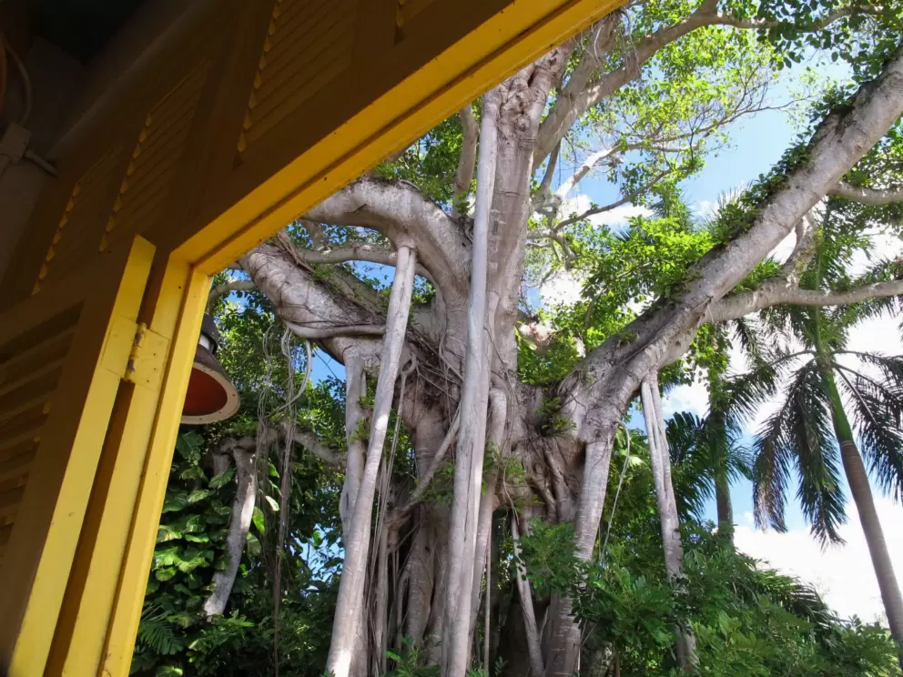 Strangler Fig as seen through yellow window.