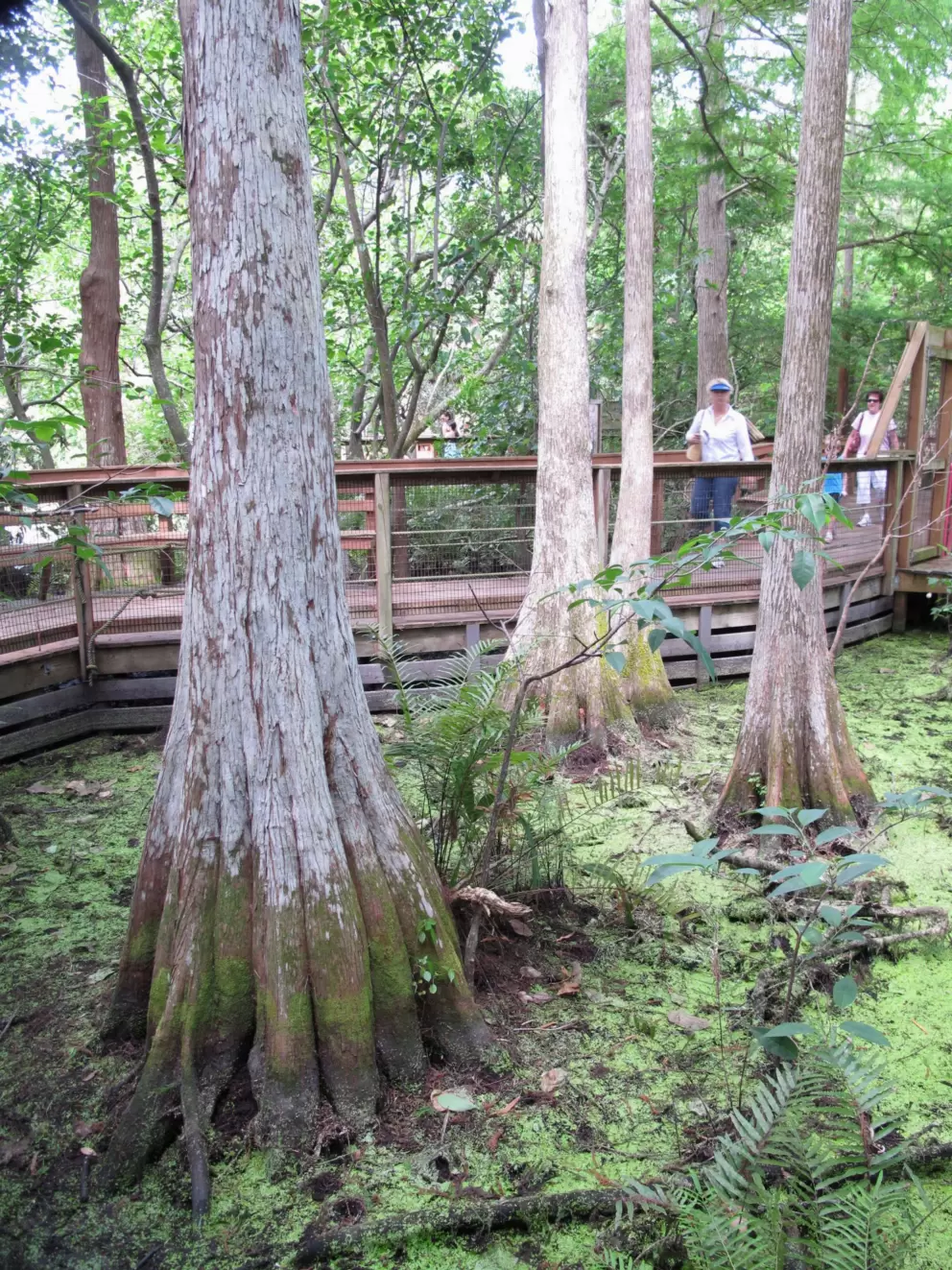 I love the cypress trees!