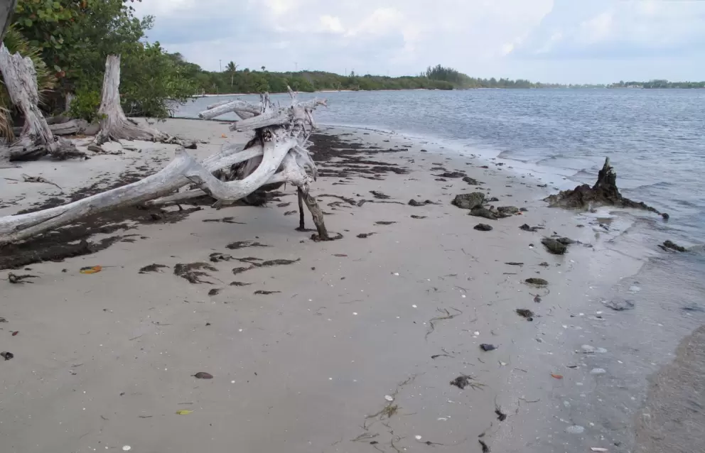 Large driftwood on the river beach.