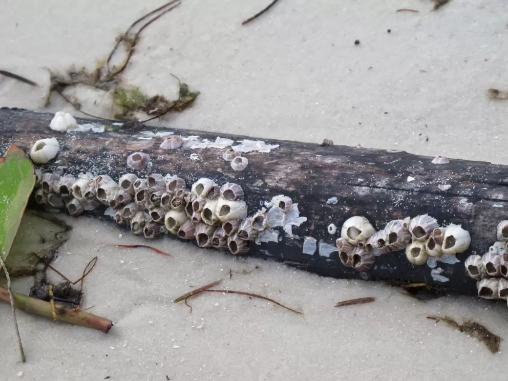 There are plenty of wild things for kids to play with here.