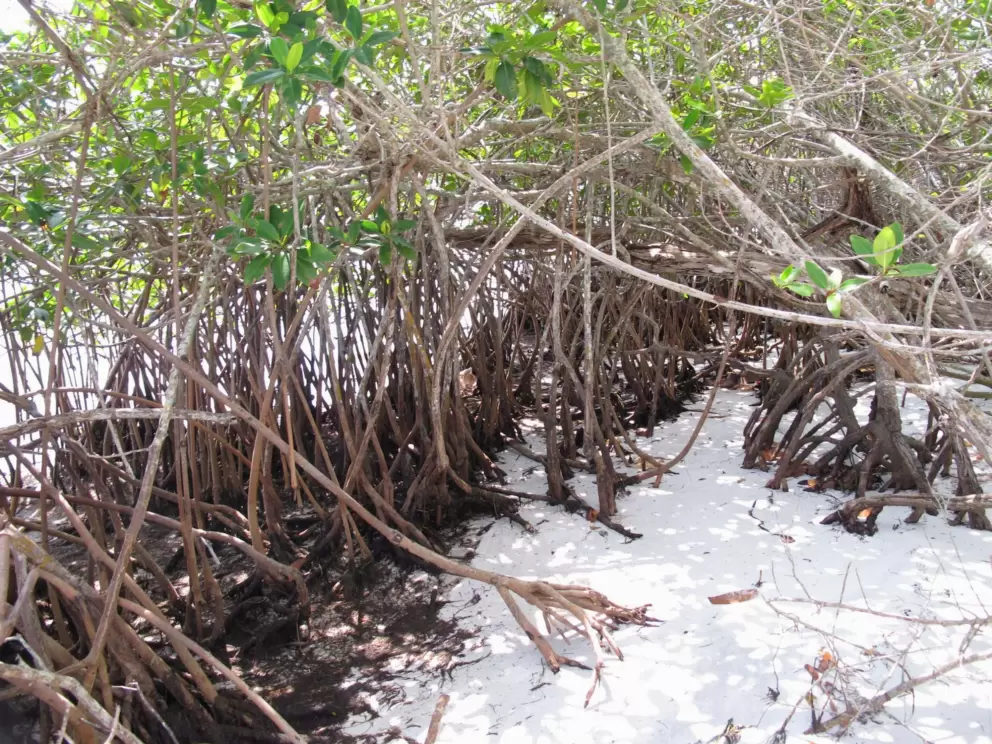 Mangrove trees provide a shady, enclosed place for kids to play imagination games.