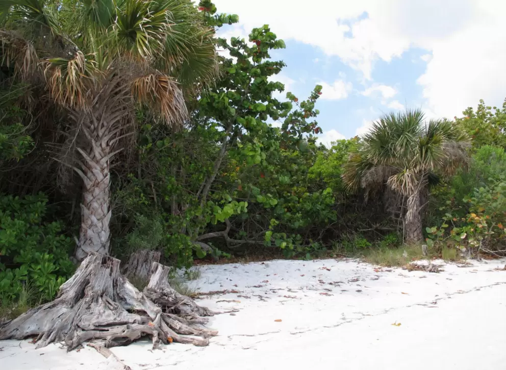 The vegetation is gorgeous.