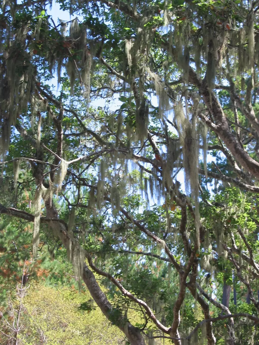 Spanish moss on the trees near the entrance to Point Lobos State Reserve.