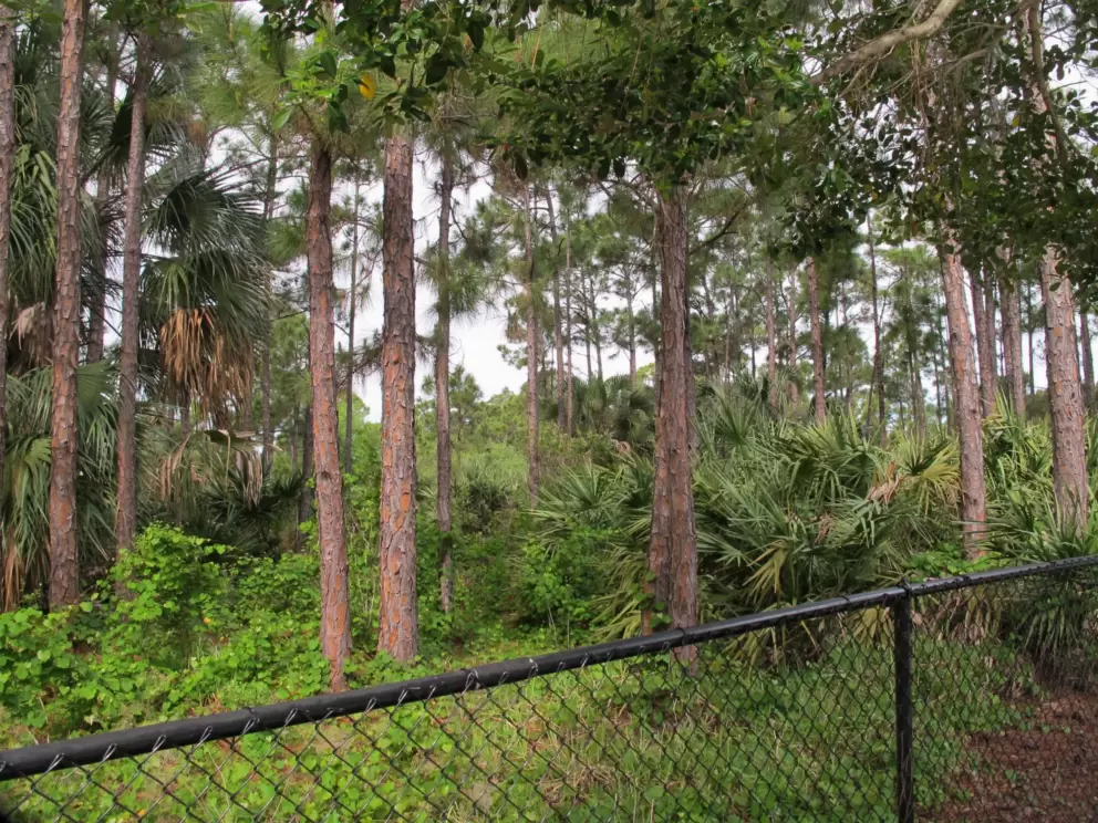 The forest in the Abacoa Greenway.