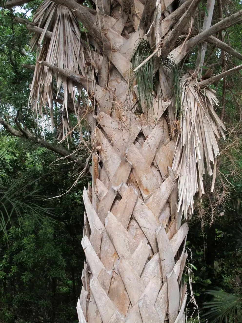Gorgeous braided trunk of a tree.