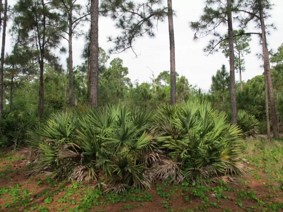 Cluster of plants in the forest.